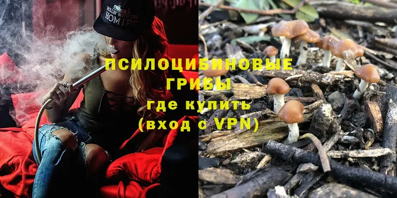 продажа наркотиков  Бабаево  Галлюциногенные грибы Psilocybe 